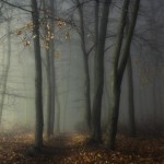 Туманная ночь 88