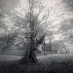 Беззвучная песня дерева