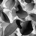 АЛЕКСАНДР СТРИЖЕЛЬЧИК