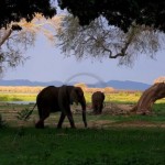 Слоны на реке Замбези, Зимбабве