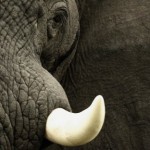 Портрет слона
