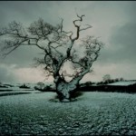 Дербишир, Великобритания, старый дуб