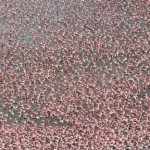 Фламинго, Национальный парк Накуру, Кения