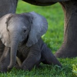 Слоненок, Дельта Окванаго, Ботсвана