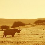 Михаэль Полица