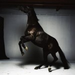 Лошадь Бобби Брауна, Vanity Fair US