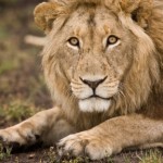 Михаэль Полица