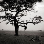 Пилар, Кения #06