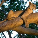 Михаэль Полица