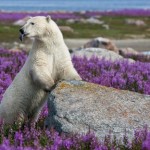 Михаэль Полица