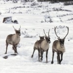 Михаэль Полица