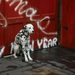 New York, Dalmatian 	 Нью-Йорк, далматинец