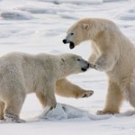 Михаэль Полица