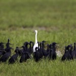 Михаэль Полица