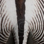 Полоса зебры, Ботсвана