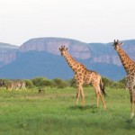 Михаэль Полица