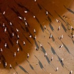 Михаэль Полица