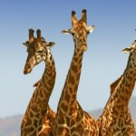 Михаэль Полица