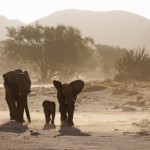 Михаэль Полица