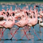 Михаэль Полица