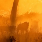 Извечные враги, дельта Окванаго, Ботсвана