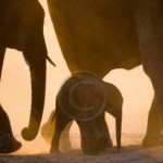 Семья, Зимбабве