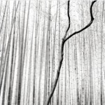 Бамбуковый лес Арашияма Бамбуковый лес Арашияма