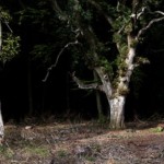 Тихий, темный и дремучий 8 Тихий, темный и дремучий 8