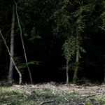 Тихий, темный и дремучий 10 Тихий, темный и дремучий 10