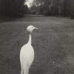 Early evening Kew Gardens, 1932 Early evening Kew Gardens, 1932