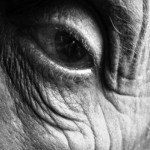 Jean Arp, 1960 Jean Arp, 1960