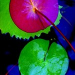 Вячеслав Маевский11 Вячеслав Маевский11