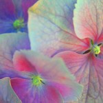 Вячеслав Маевский12 Вячеслав Маевский12