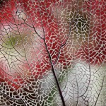 Вячеслав Маевский13 Вячеслав Маевский13