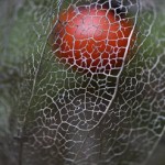 Вячеслав Маевский14 Вячеслав Маевский14