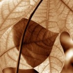 Вячеслав Маевский2 Вячеслав Маевский2