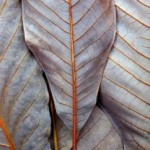 Вячеслав Маевский3 Вячеслав Маевский3