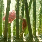 Asparagus rainy forest