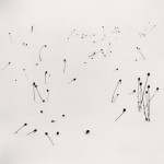 Flowers in Winter, Sanai, Hokkaido, Japan, 2004_2