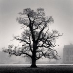 Graceful Oak, Broughton, Oxfordshire, England, 2005_2