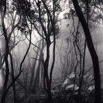 Mist Shrouded Forest, Gageo-do, Shinan, South Korea, 2012_2