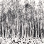 Silver Birch Forest, Wuchang, Heilongjiang, China, 2011_2