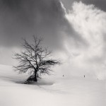 Tree and Three Posts, Biei, Hokkaido, Japan. 2013_2