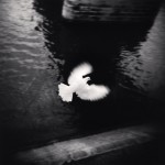 White Bird Flying, Paris, France, 2007_2