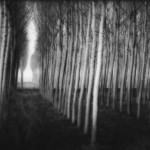 monfalcone_it_treegrove